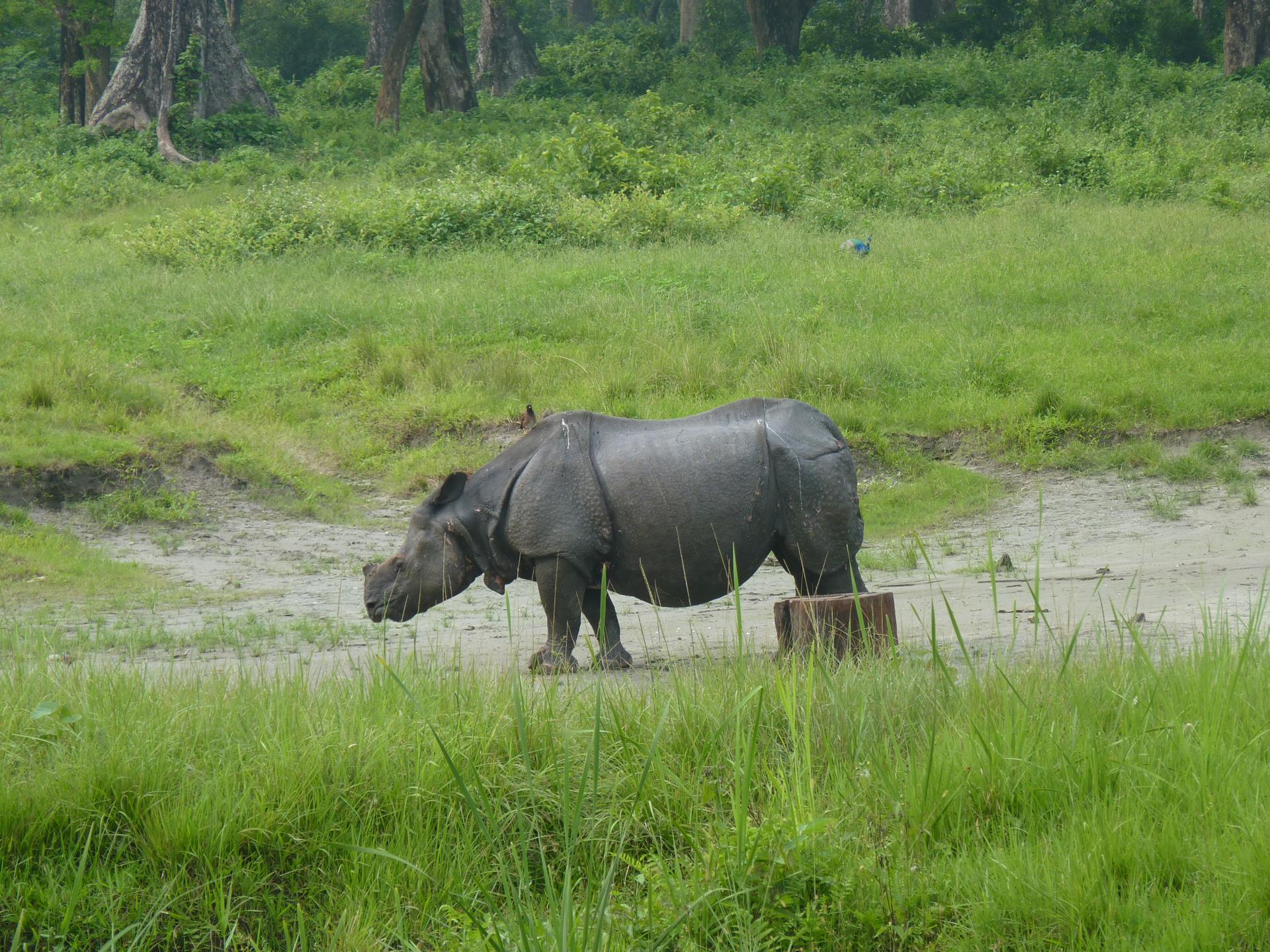 Safari at Jaldapara National Park