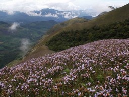 Neelakurinji - Ein Spaziergang im Blumenparadies 