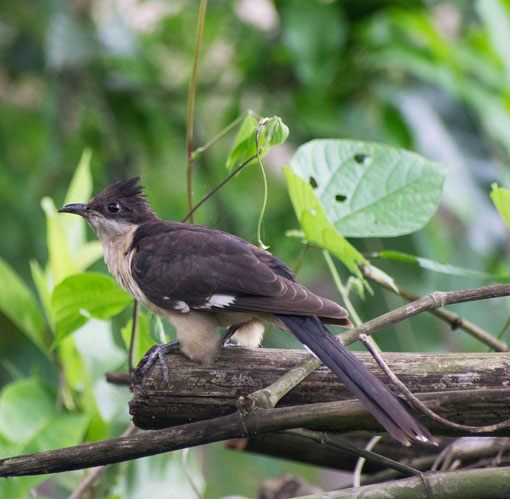 jacobin-cuckoo