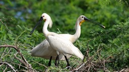 苏尔·萨罗瓦尔(奇瑟姆湖)鸟类保护区