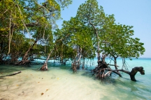 manglares de andaman