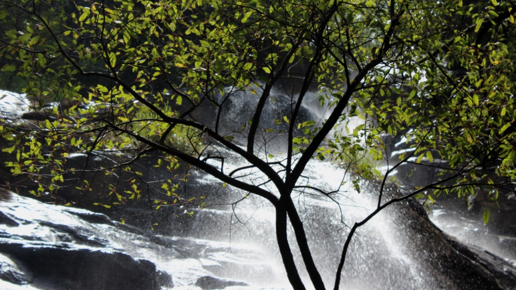 Kiliyur Falls, Yercaud - Timings, Swimming, Entry Fee, Best time to visit