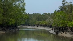 Sundarbans National Park 