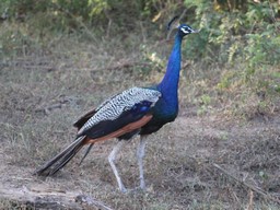 Van Vihar Wildlife Sanctuary