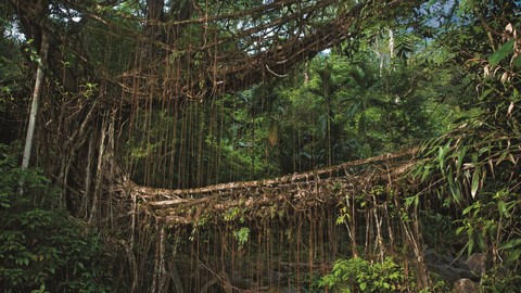 Мосты из живых корней 