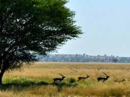 Tal Chhappar Sanctuary