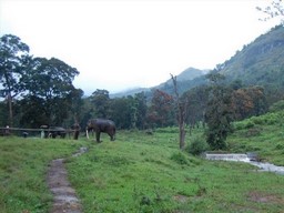 Anamalai Wildschutzgebiet 