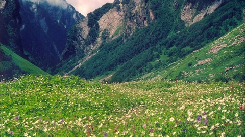 valle de las flores