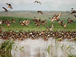 Deepor Beel Wildlife Sanctuary