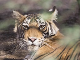 Ranthambore National Park