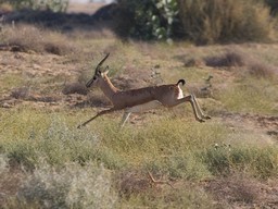 Desert National Park