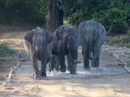 Jim Corbett National Park