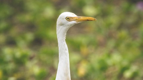 维丹丹加尔鸟类保护区