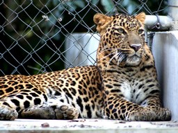 Зоологический парк Канпура (Зоопарк Аллен) 
