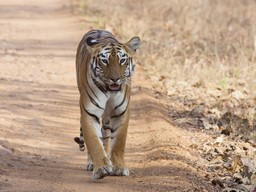 Mundanthurai Tiger Reserve Wildlife Sanctuary