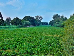 Kanjli Wetland Bird Sanctuary