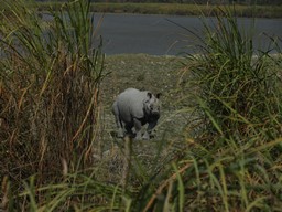 Kaziranga National Park