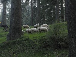 Khajjiar