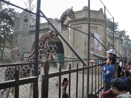 Зоопарк Алипор 