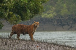 Sunderbans