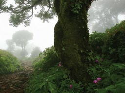 Kodachadri Hills