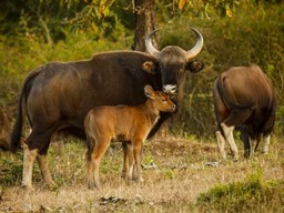 Bandipur National Park