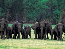 Rajiv Gandhi National Park