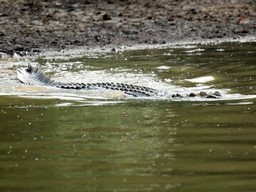 Bhitarkanika National Park