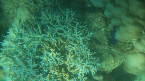Récifs de corail 
