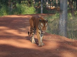 Nandavan Garden