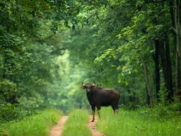 Sitanadi Wildlife Sanctuary