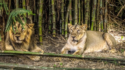 حديقة فاسونا ليون سفاري  (الطبيعة و الحياة البرية)