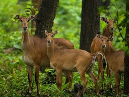 The Barnawapara Wildlife Sanctuary