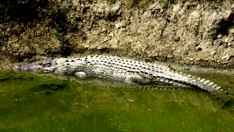 Projet sur les crocodiles de Bhagabatpur 