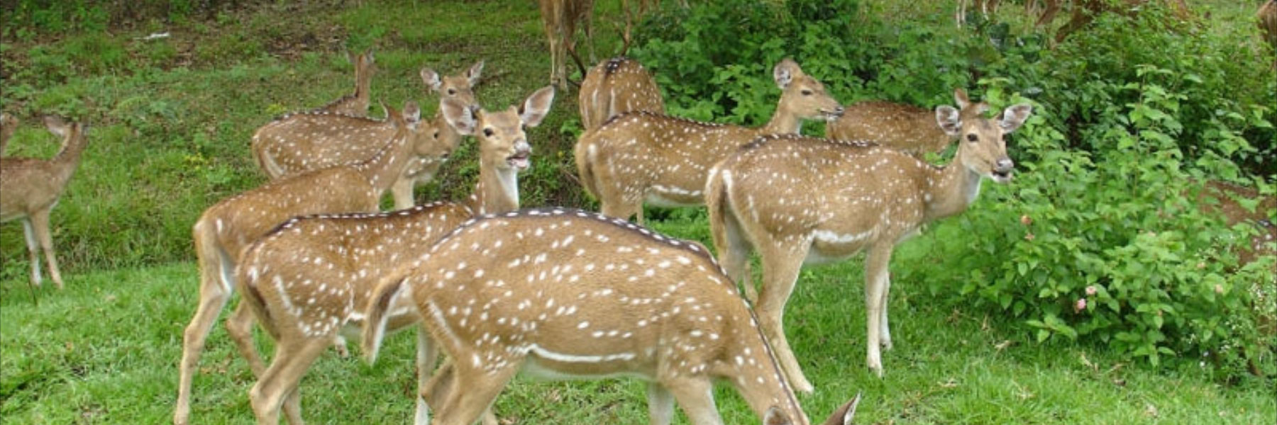 Sri Venkateswara National Park | Incredible India